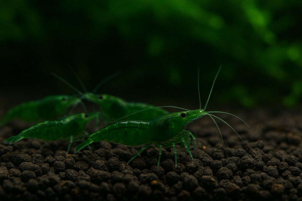 szczawnica-karma-dla-psa